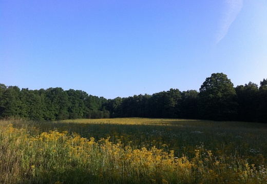 Field at sunrise, Big South Fork - 42